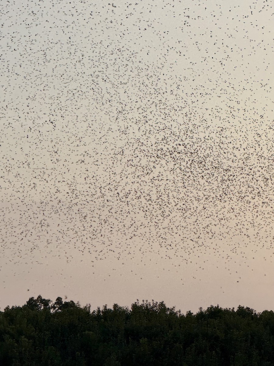 Purple Martin - ML640859819