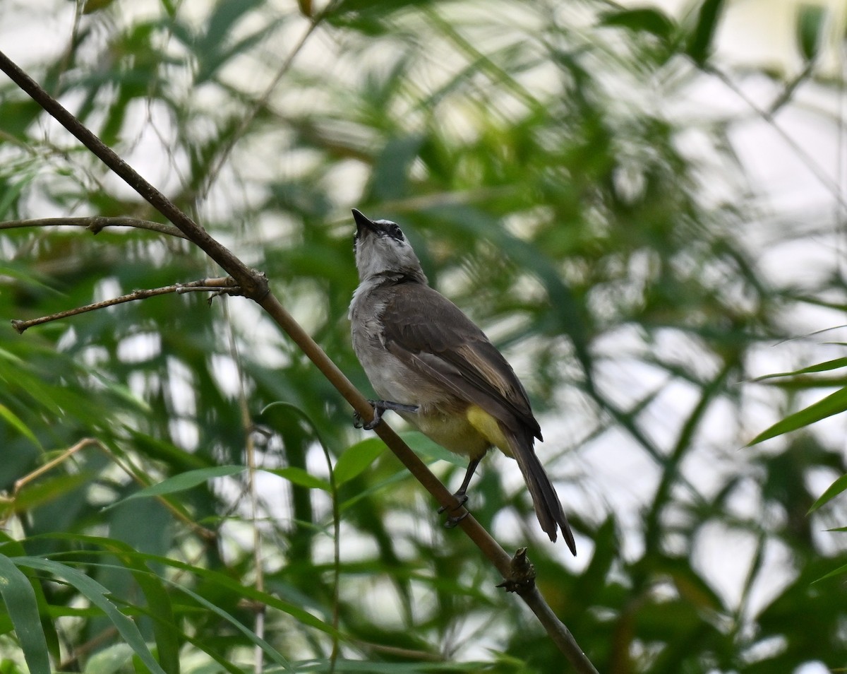 Yellow-vented Bulbul - ML640859823