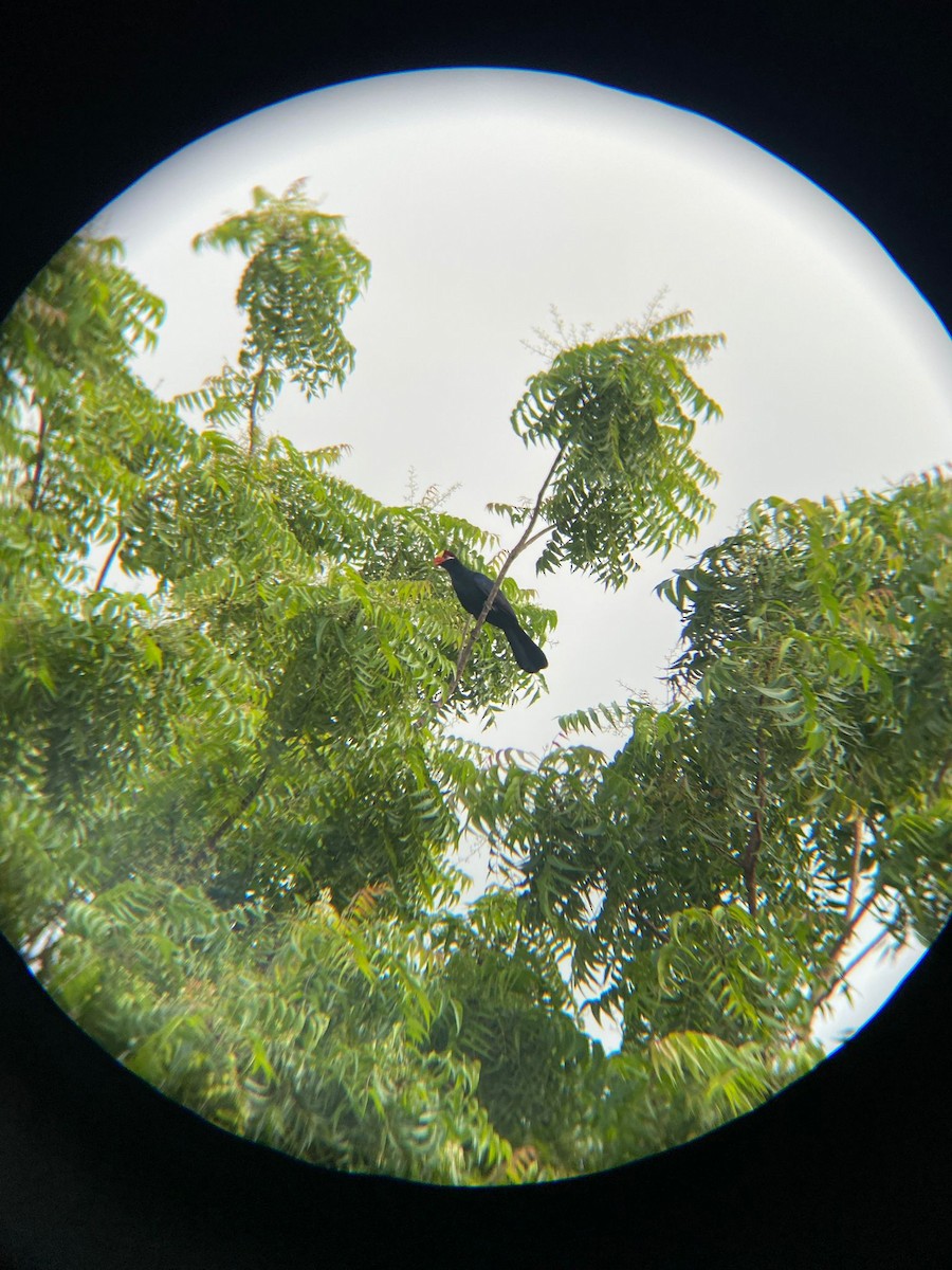 Turaco Violáceo - ML640859860