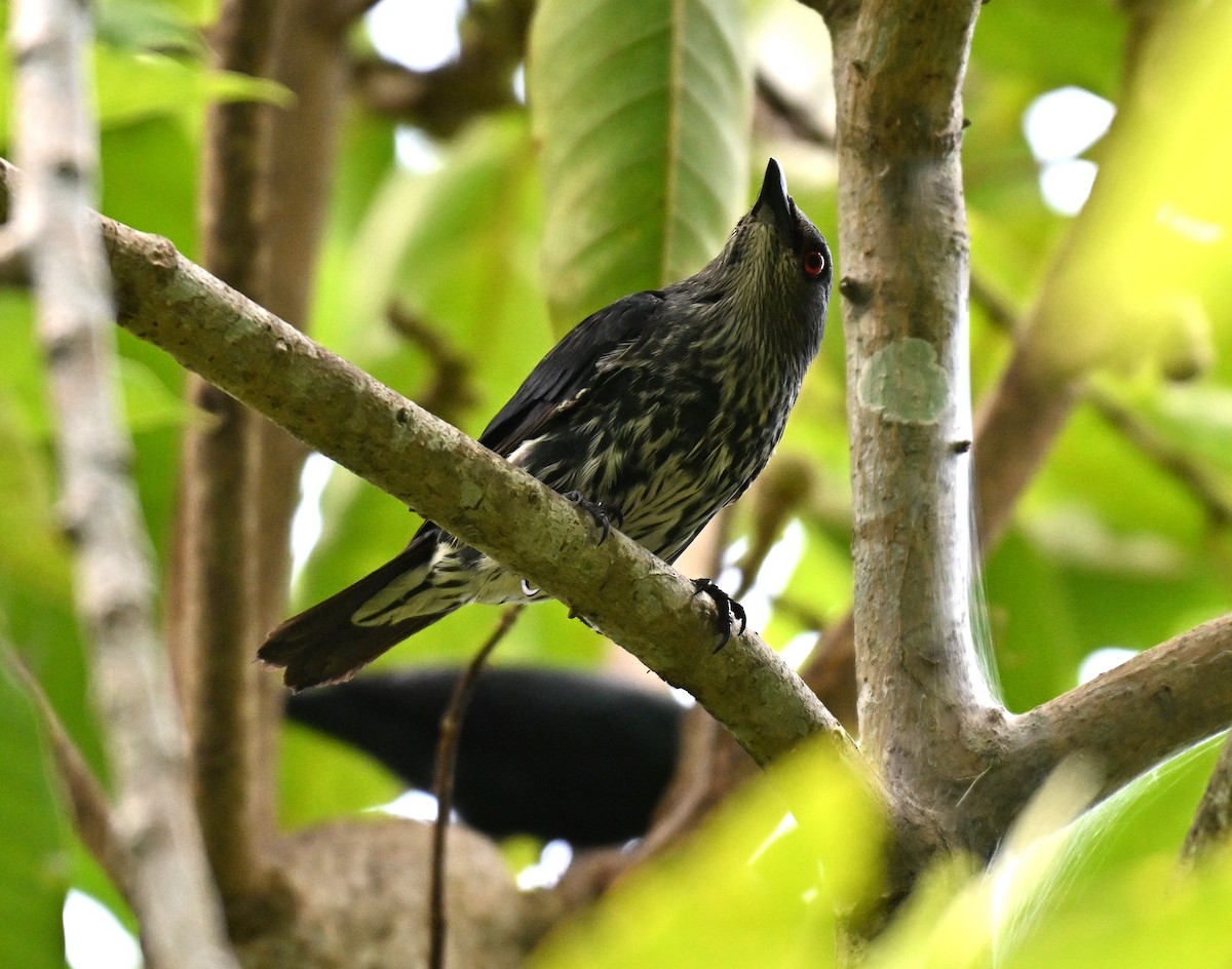 Asian Glossy Starling - ML640859867