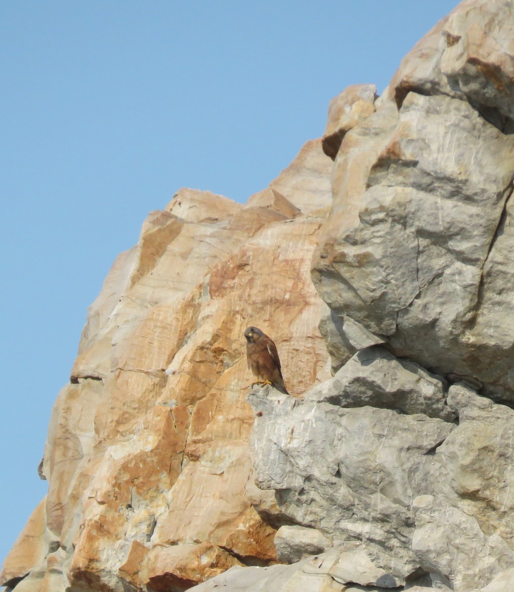 Rock Kestrel - ML640859897