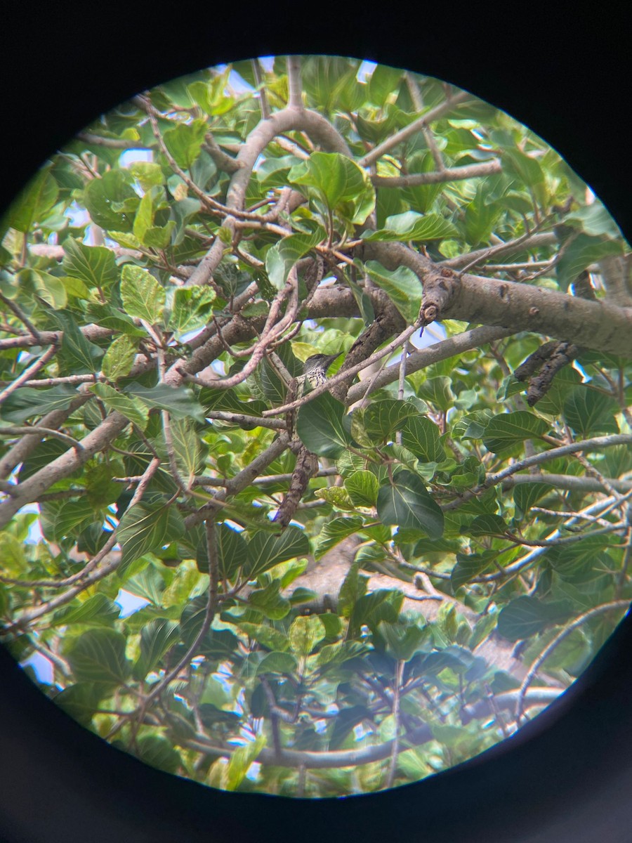 Golden-tailed Woodpecker - ML640859903
