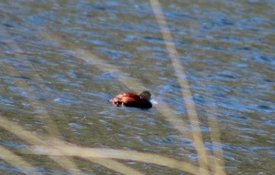 Andean/Lake Duck - ML640859943