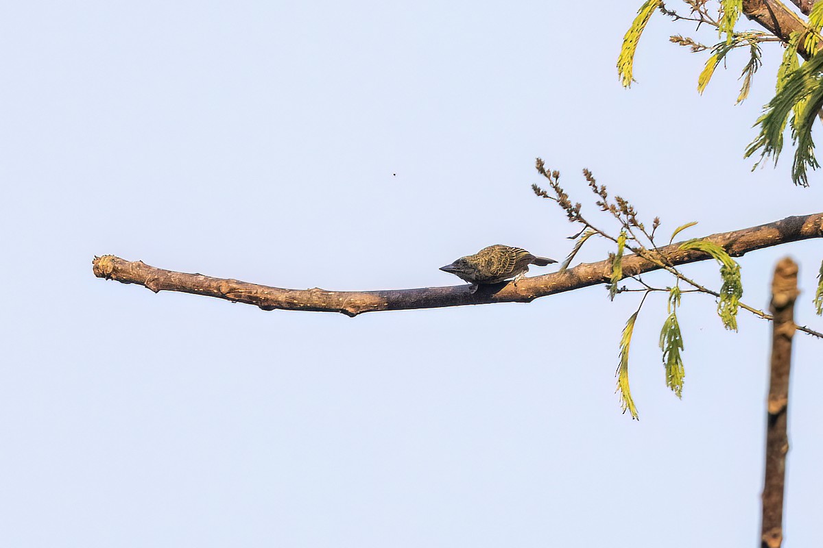 Speckled Tinkerbird - ML640859986