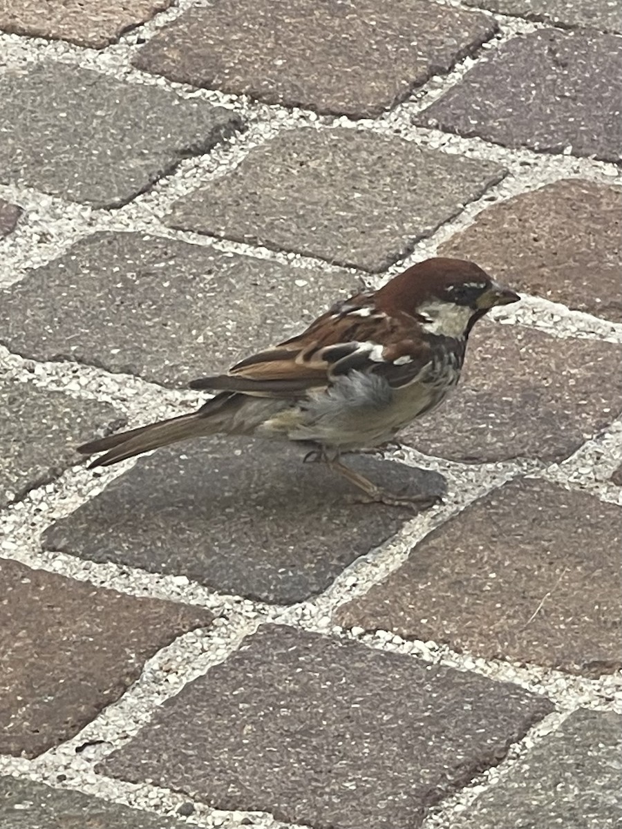 Italian Sparrow - ML640860009
