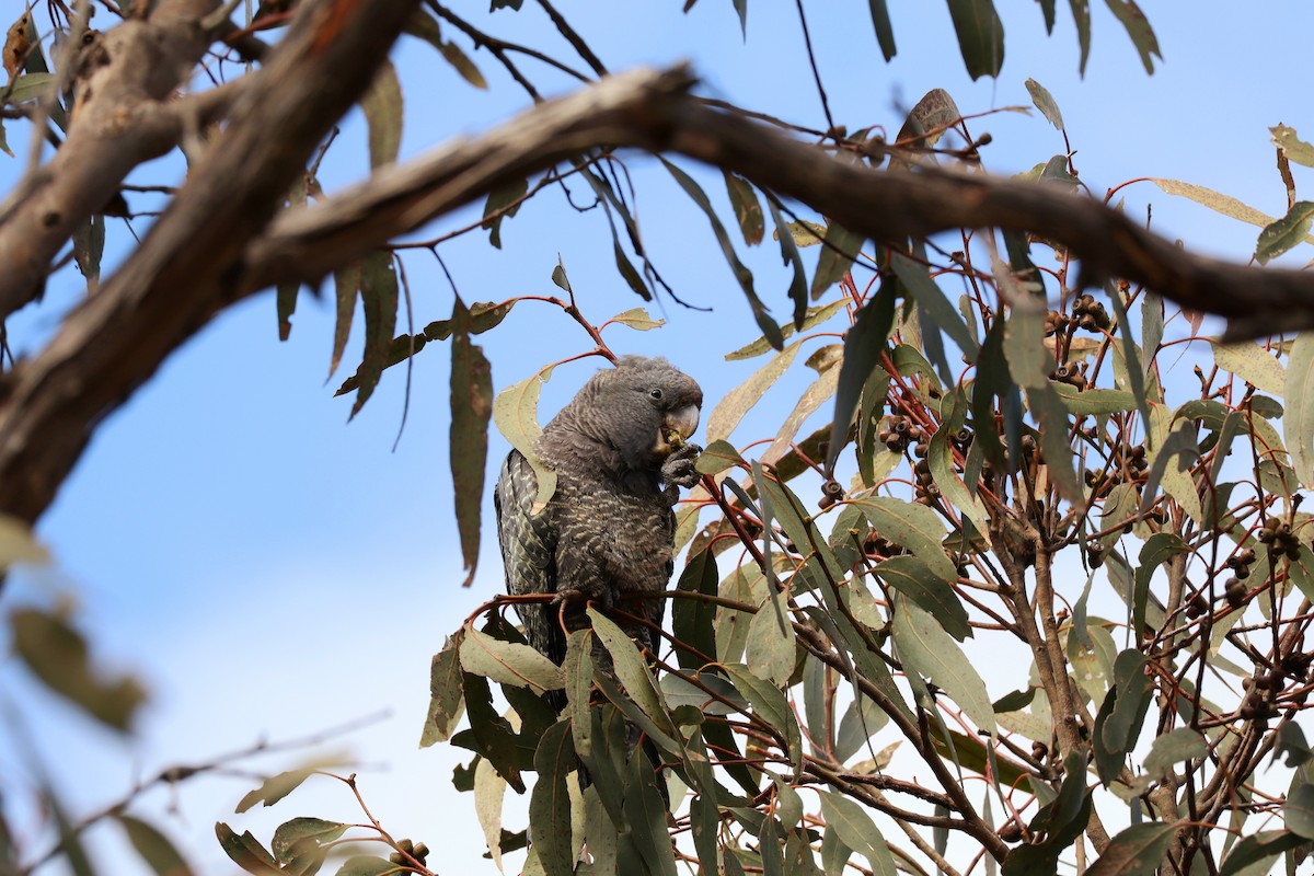 Gang-gang Cockatoo - ML640860045