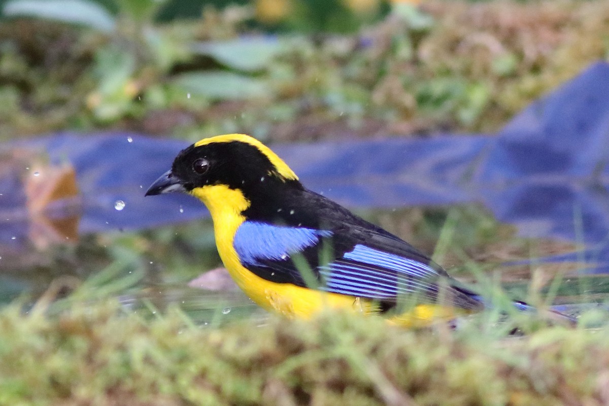 Blue-winged Mountain Tanager - ML640860108