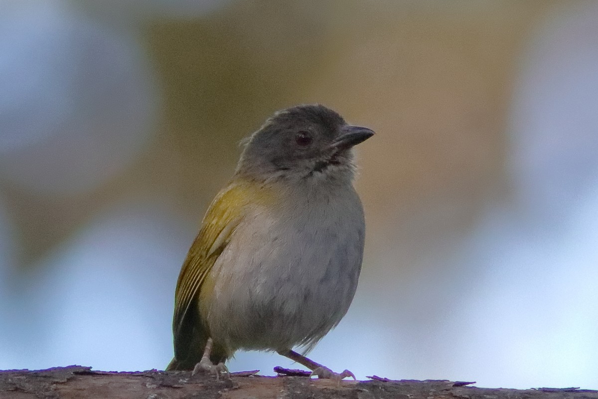 Dusky Chlorospingus - ML640860139