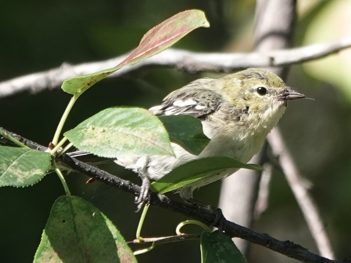 Bay-breasted Warbler - ML640860202
