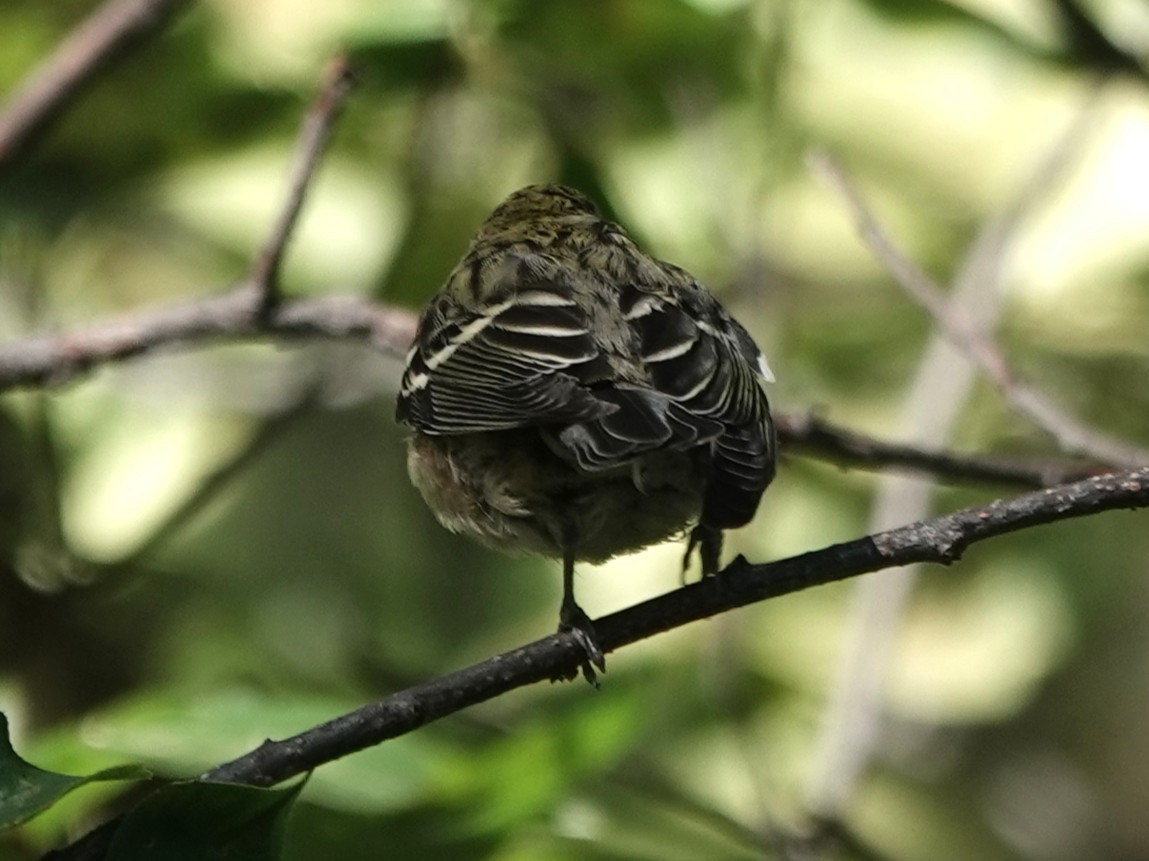 Bay-breasted Warbler - ML640860203