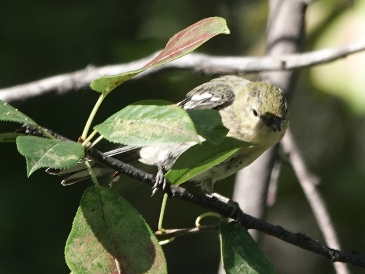 Bay-breasted Warbler - ML640860204