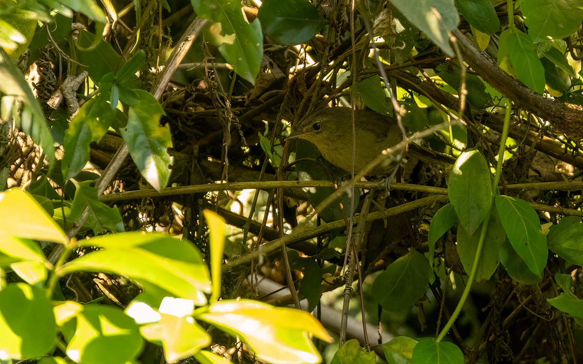 Malagasy Brush-Warbler (Malagasy) - ML640860209