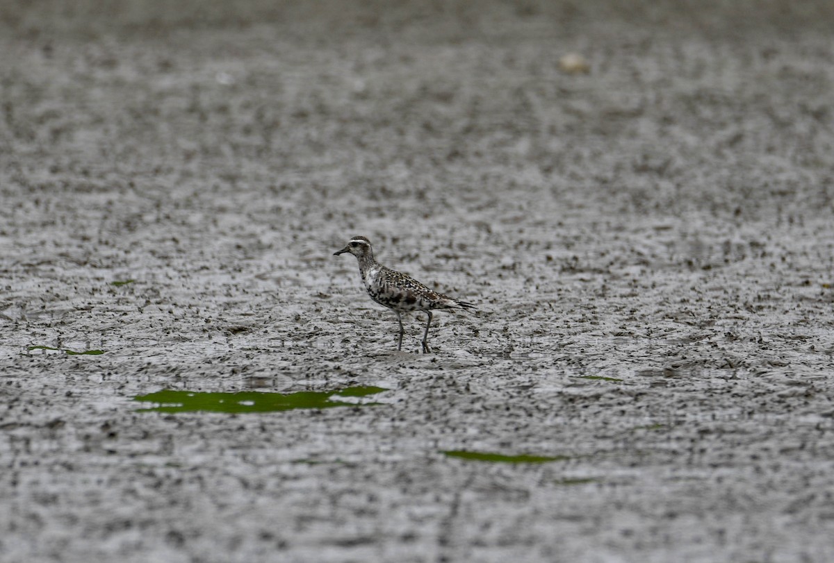 American Golden-Plover - ML640860219