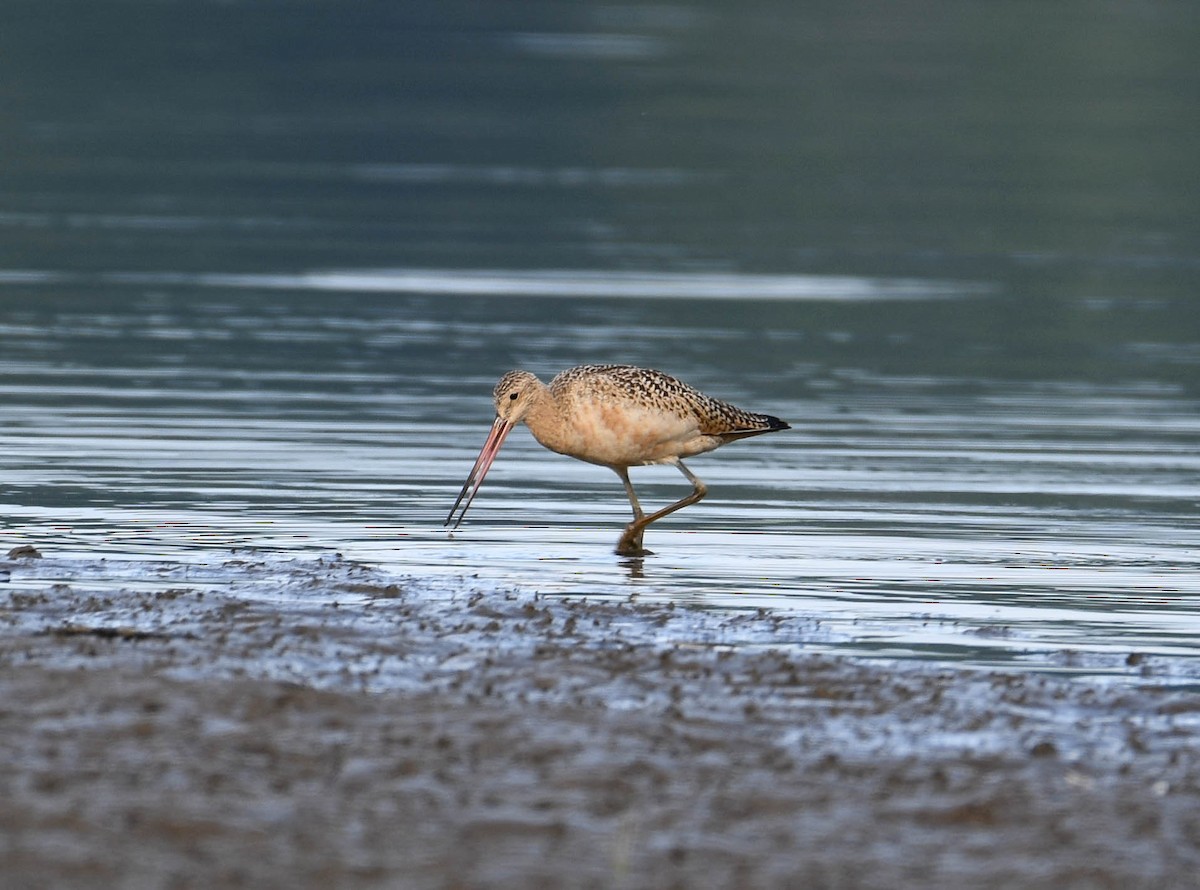 Marbled Godwit - ML640860228
