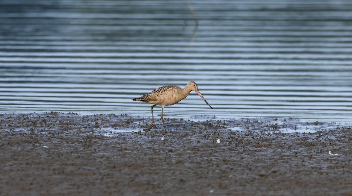 Marbled Godwit - ML640860236