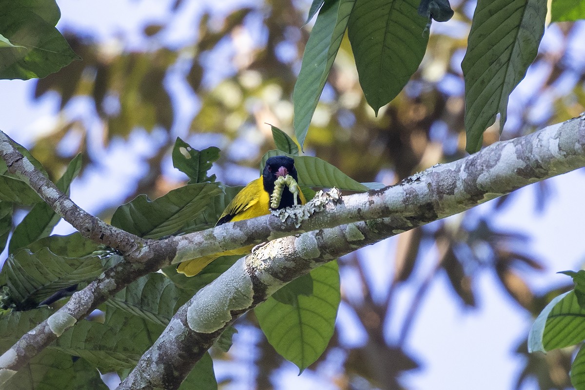Black-winged Oriole - ML640860241