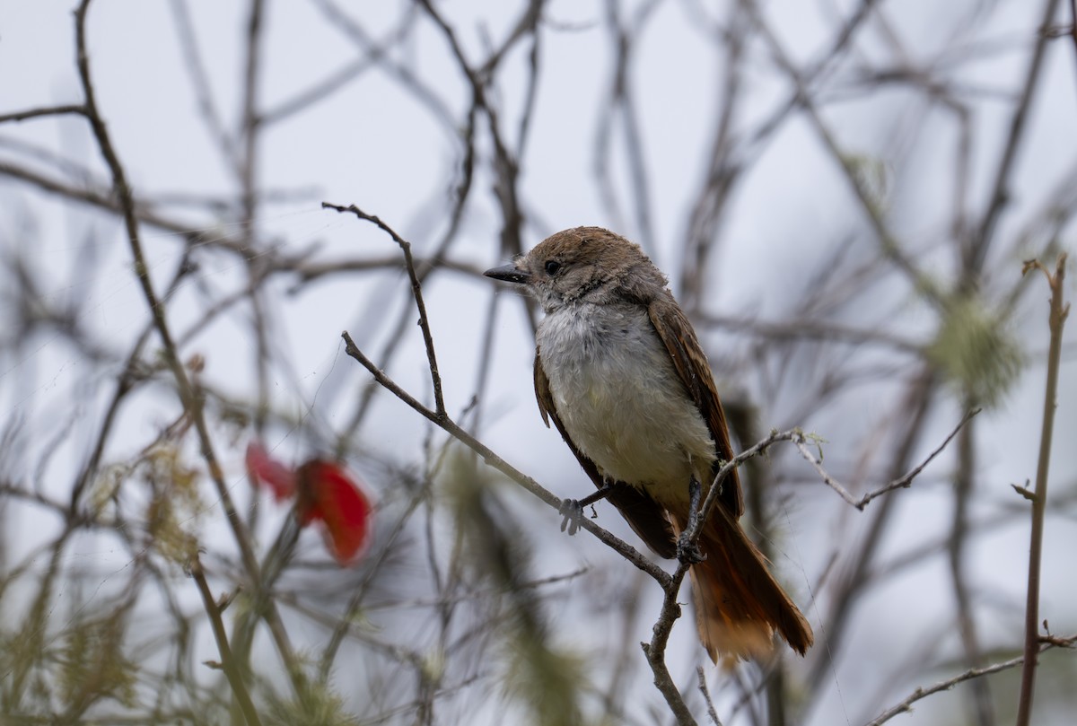 Ash-throated Flycatcher - ML640860280