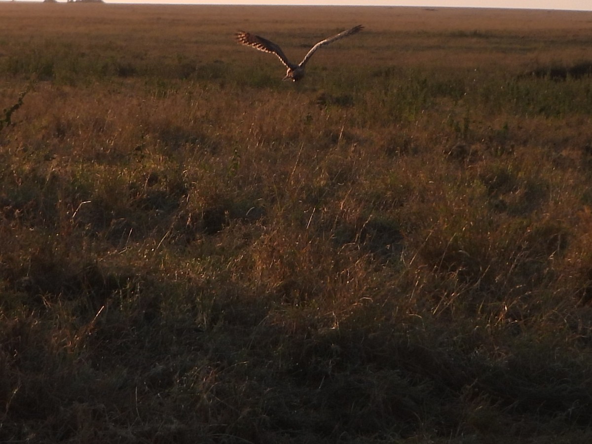 Marsh Owl - ML640860334