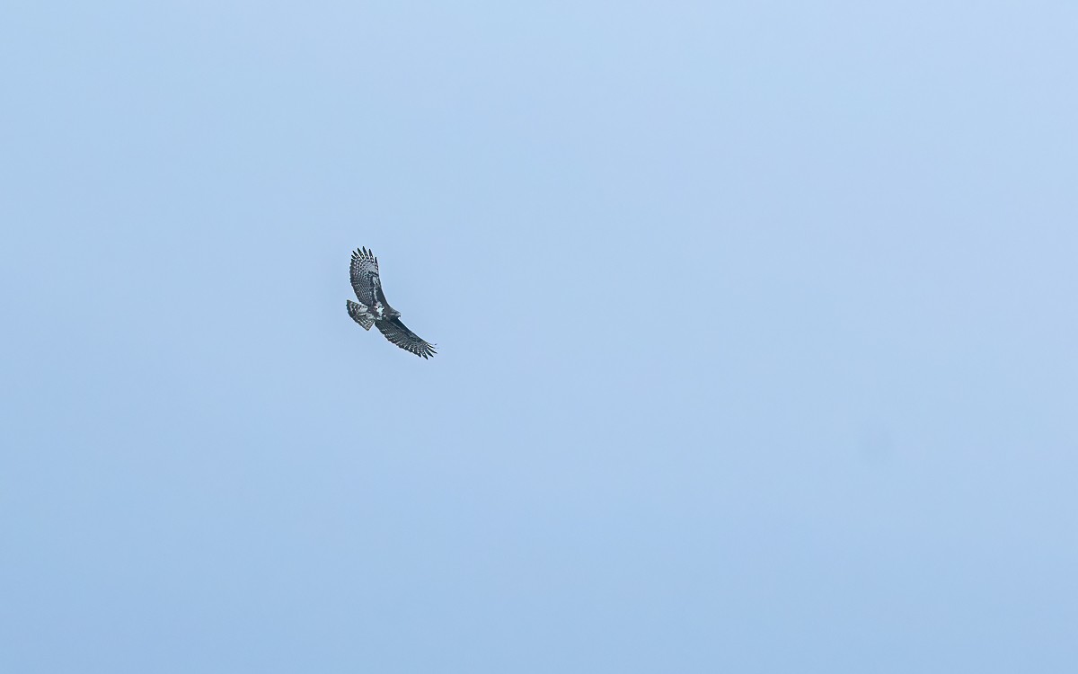 Madagascar Buzzard - ML640860344