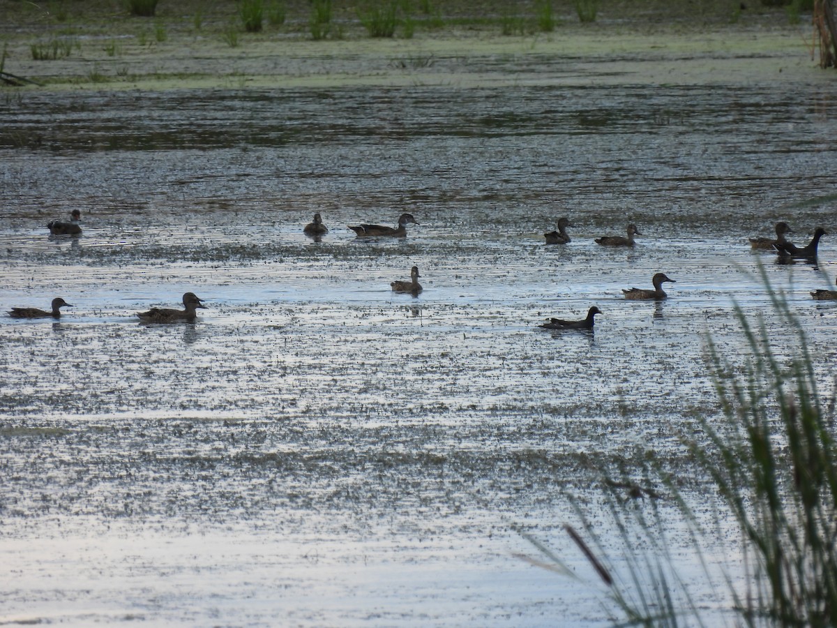 dabbling duck sp. - ML640860391