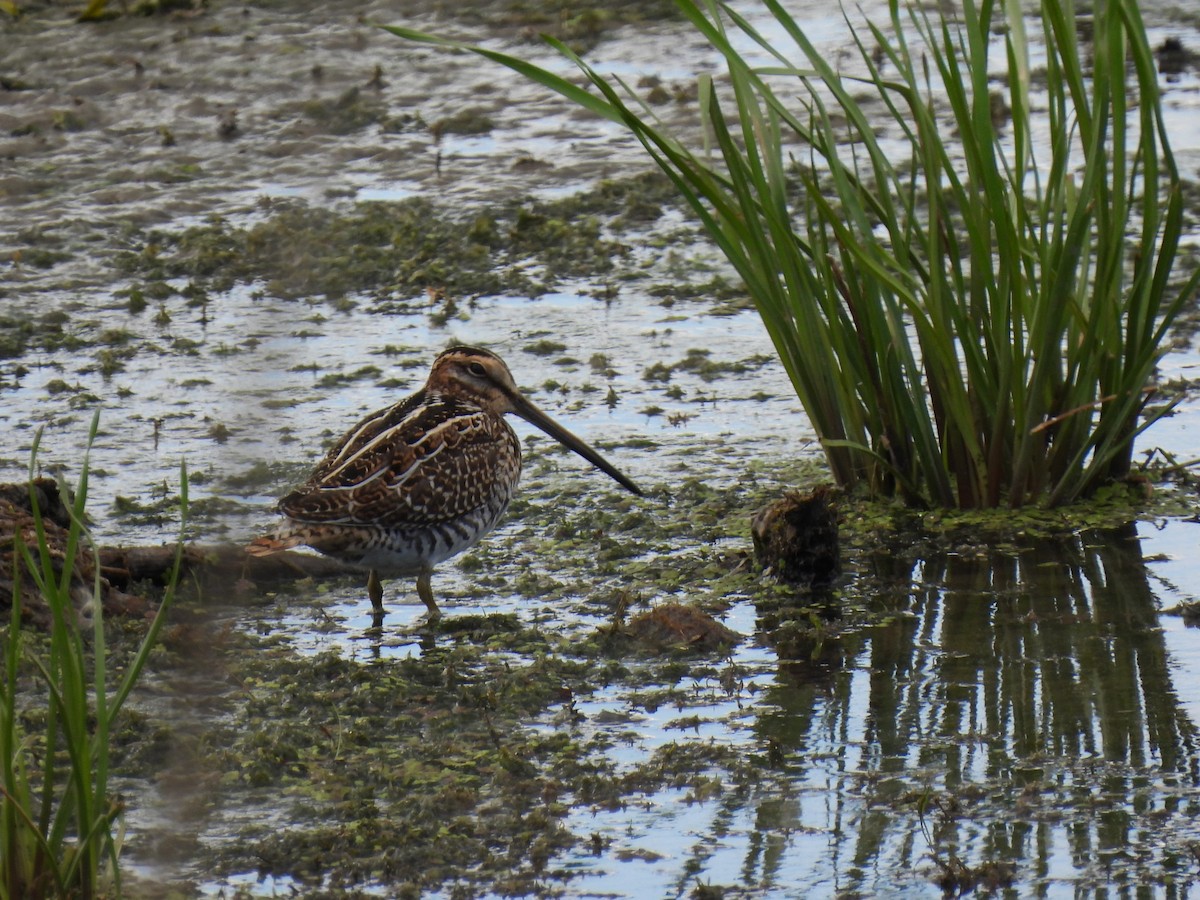Wilson's Snipe - ML640860479