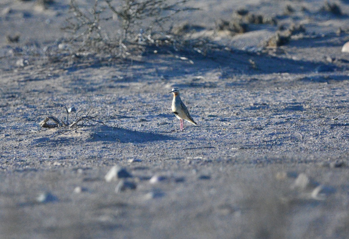 Tawny-throated Dotterel - ML640860480