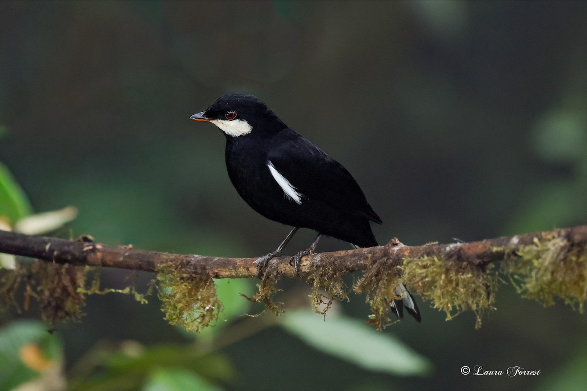 Black Solitaire - ML640860481