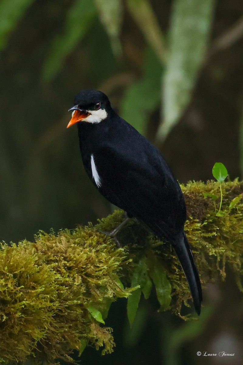Black Solitaire - ML640860482