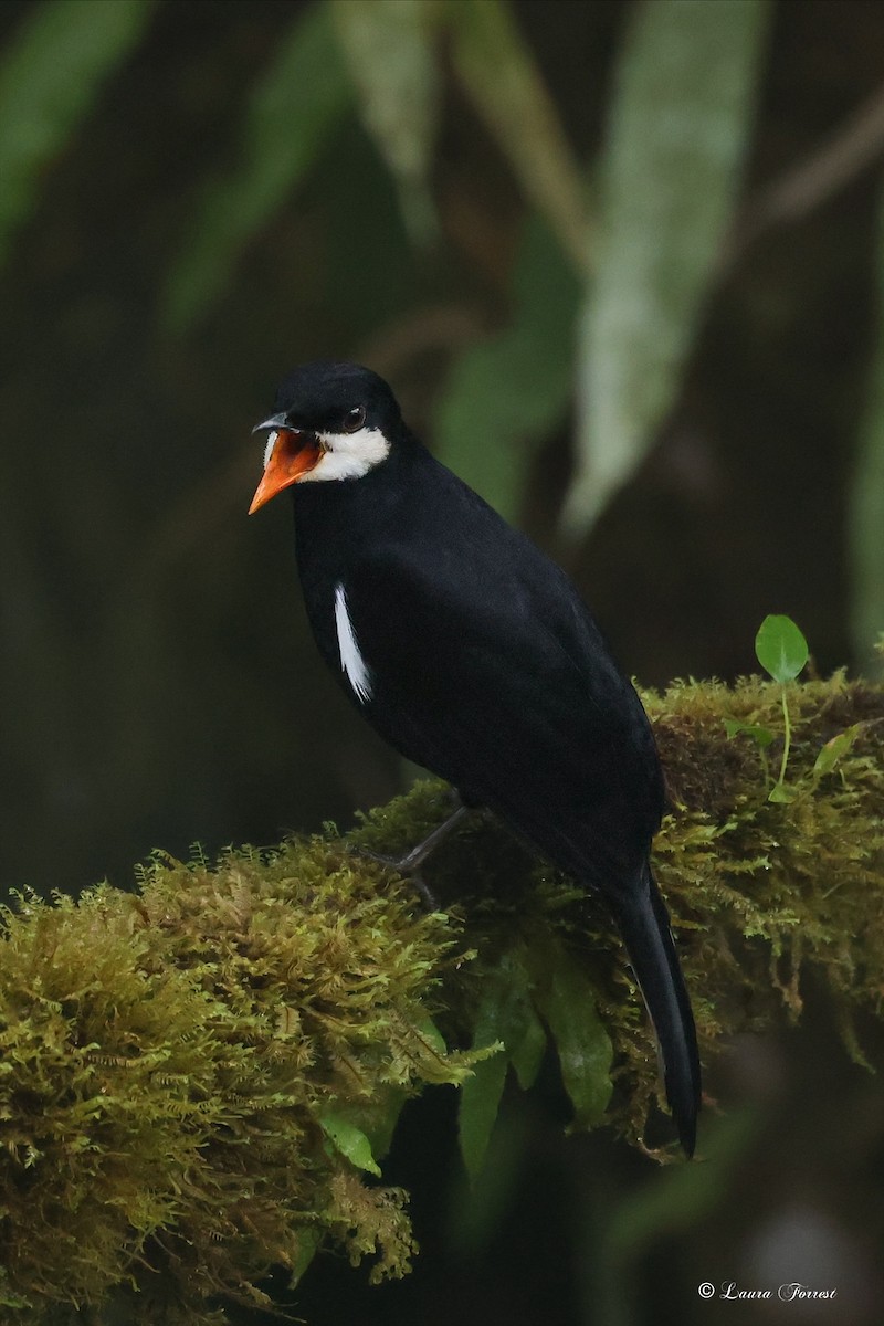 Black Solitaire - ML640860483