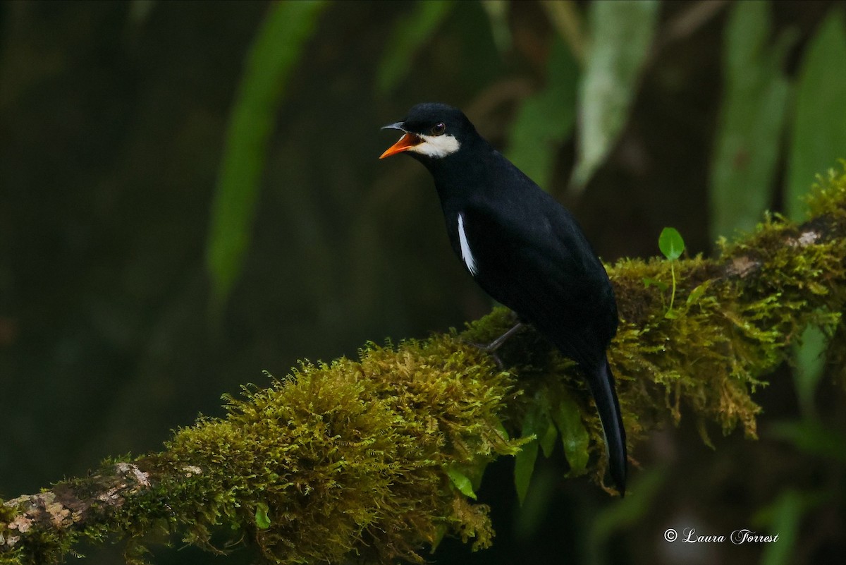 Black Solitaire - ML640860484