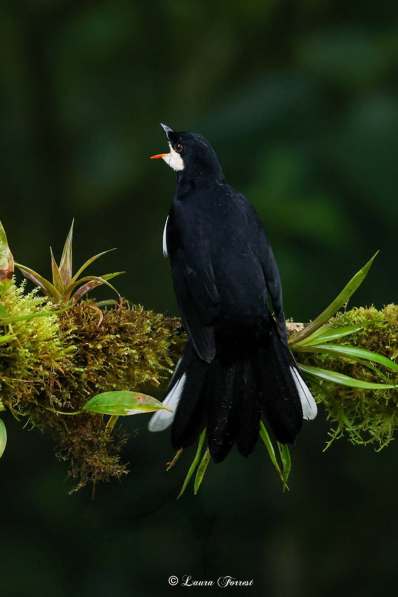 Black Solitaire - ML640860485