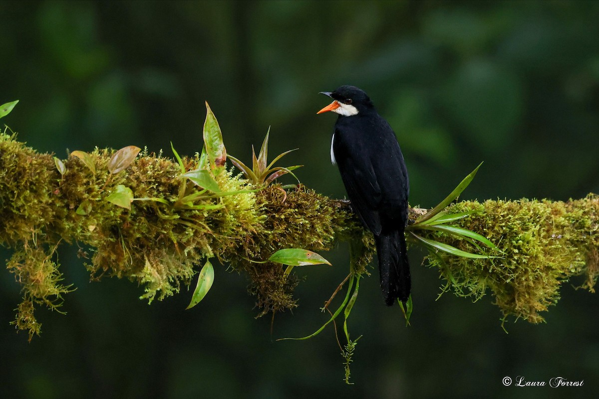 Black Solitaire - ML640860486