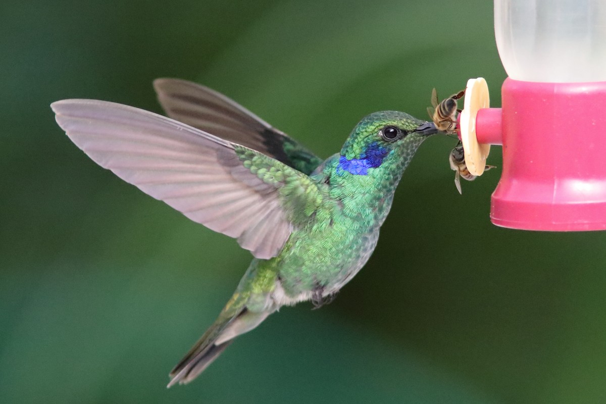 eBird Checklist - 7 Aug 2025 - The Birdwatcher's House - Santa Rosa ...