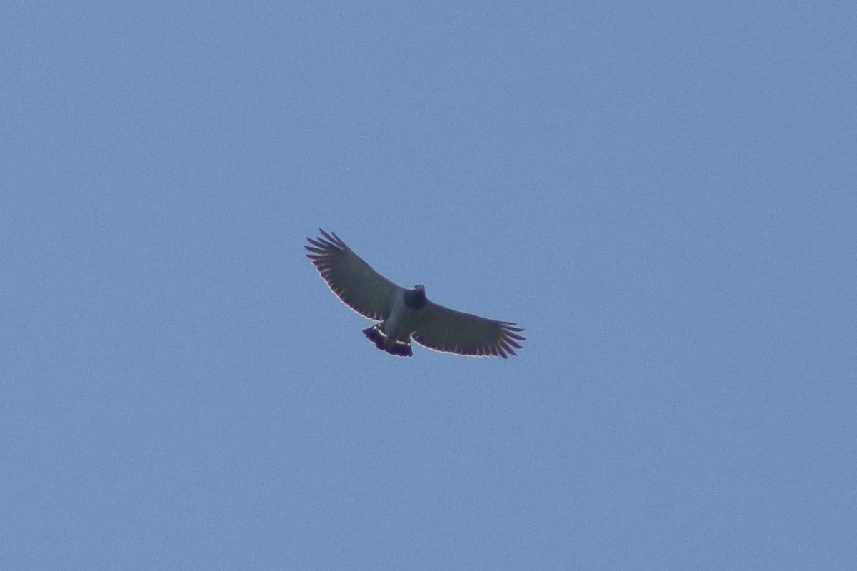 Barred Hawk - ML640860519