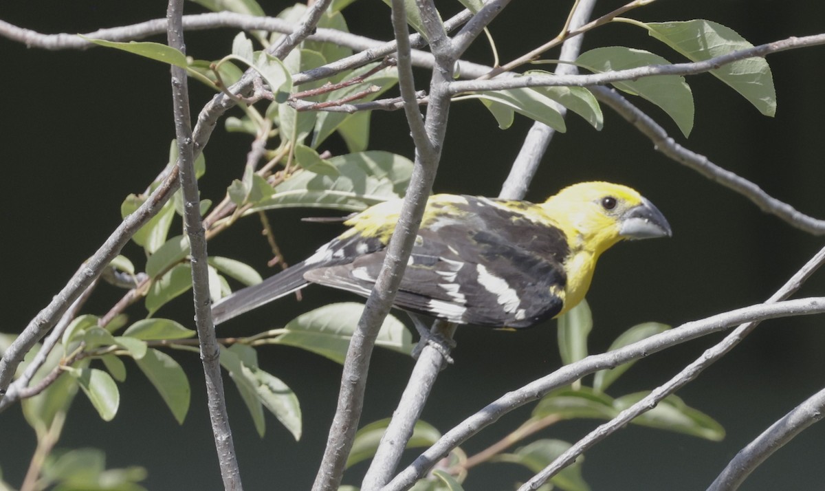 Yellow Grosbeak - ML640860545