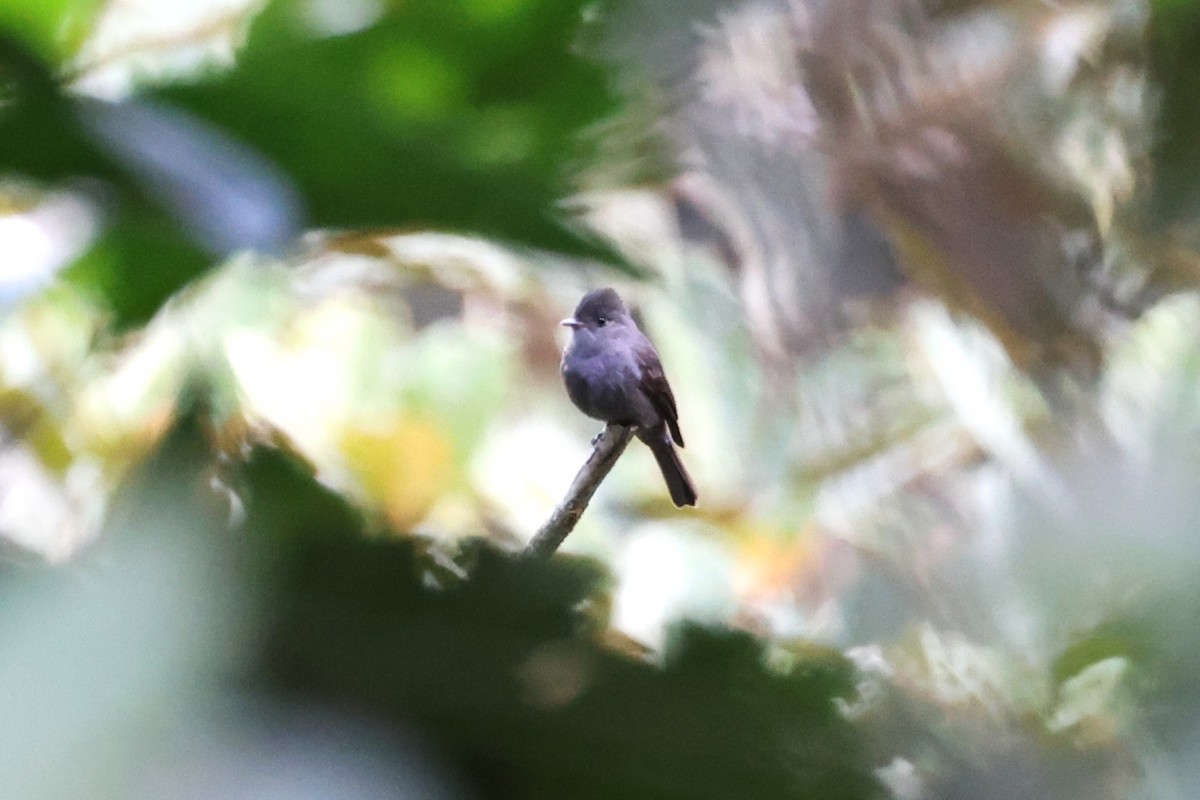 Blackish Pewee - ML640860559