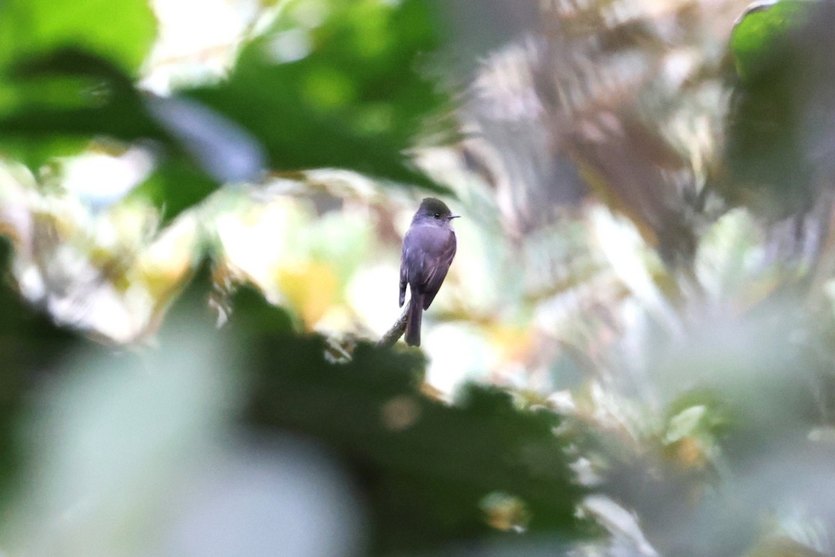 Blackish Pewee - ML640860560