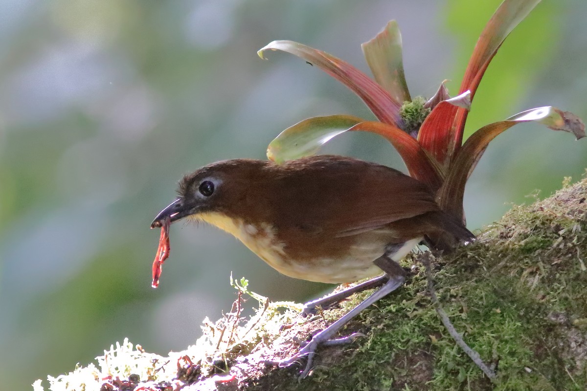 Yellow-breasted Antpitta - ML640860575