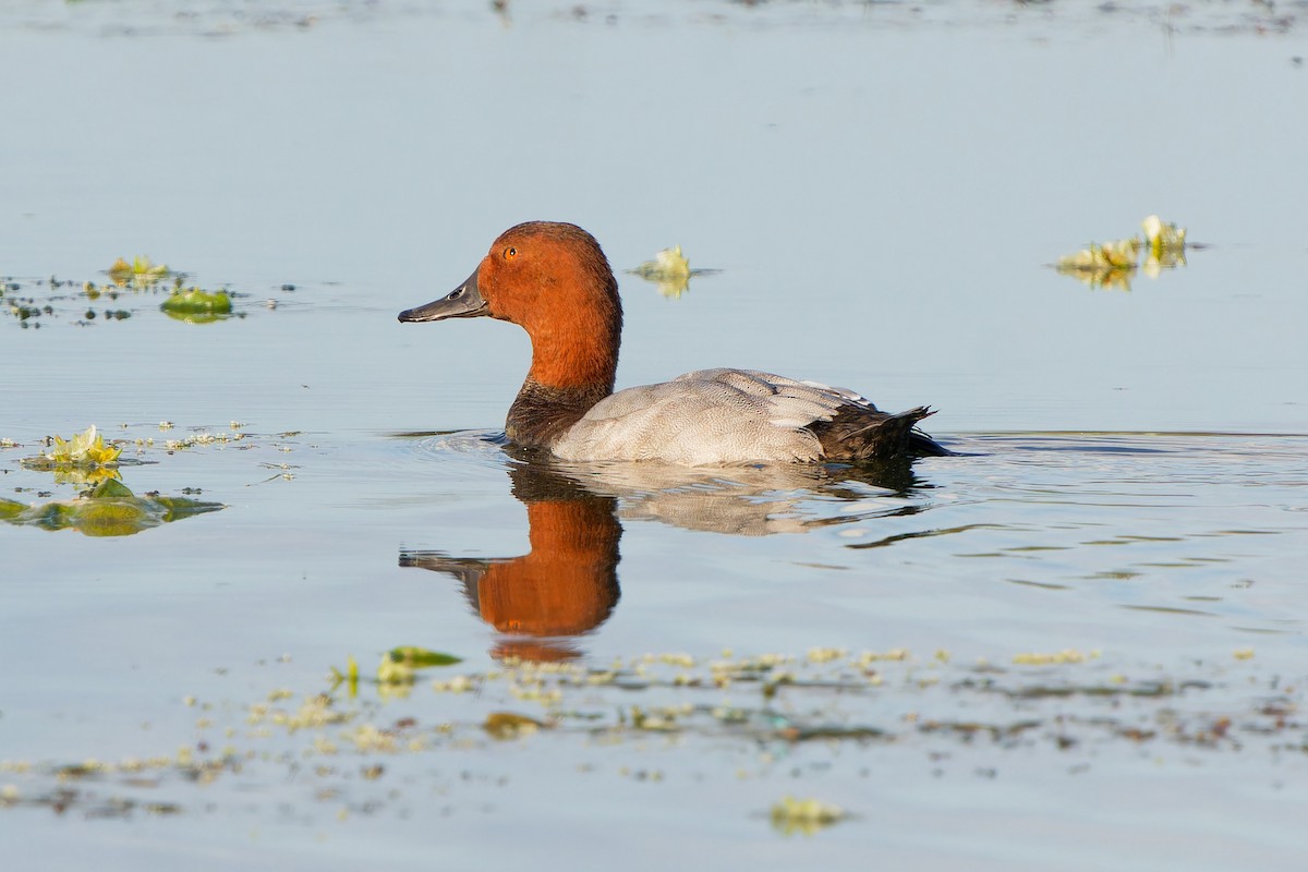 Улаан хүзүүт шумбуур - ML640860583