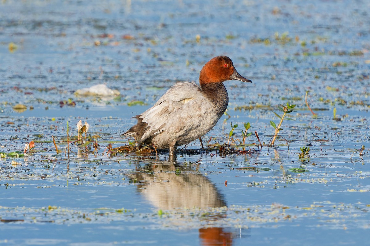 Улаан хүзүүт шумбуур - ML640860585