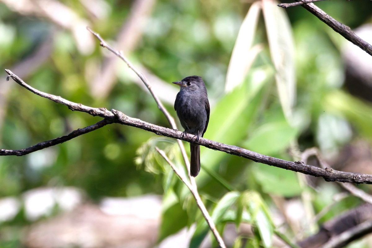 Blackish Pewee - ML640860589
