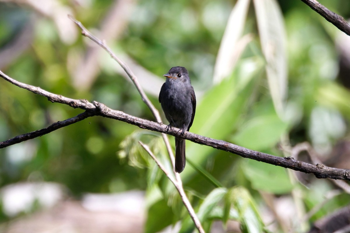 Blackish Pewee - ML640860590