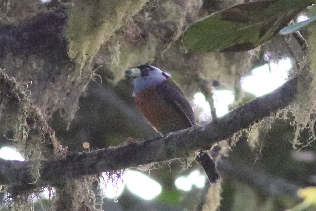 Toucan Barbet - ML640860601