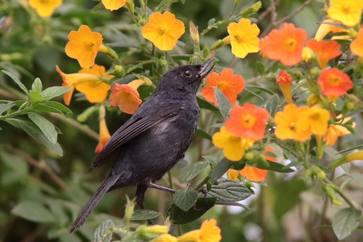 White-sided Flowerpiercer - ML640860625