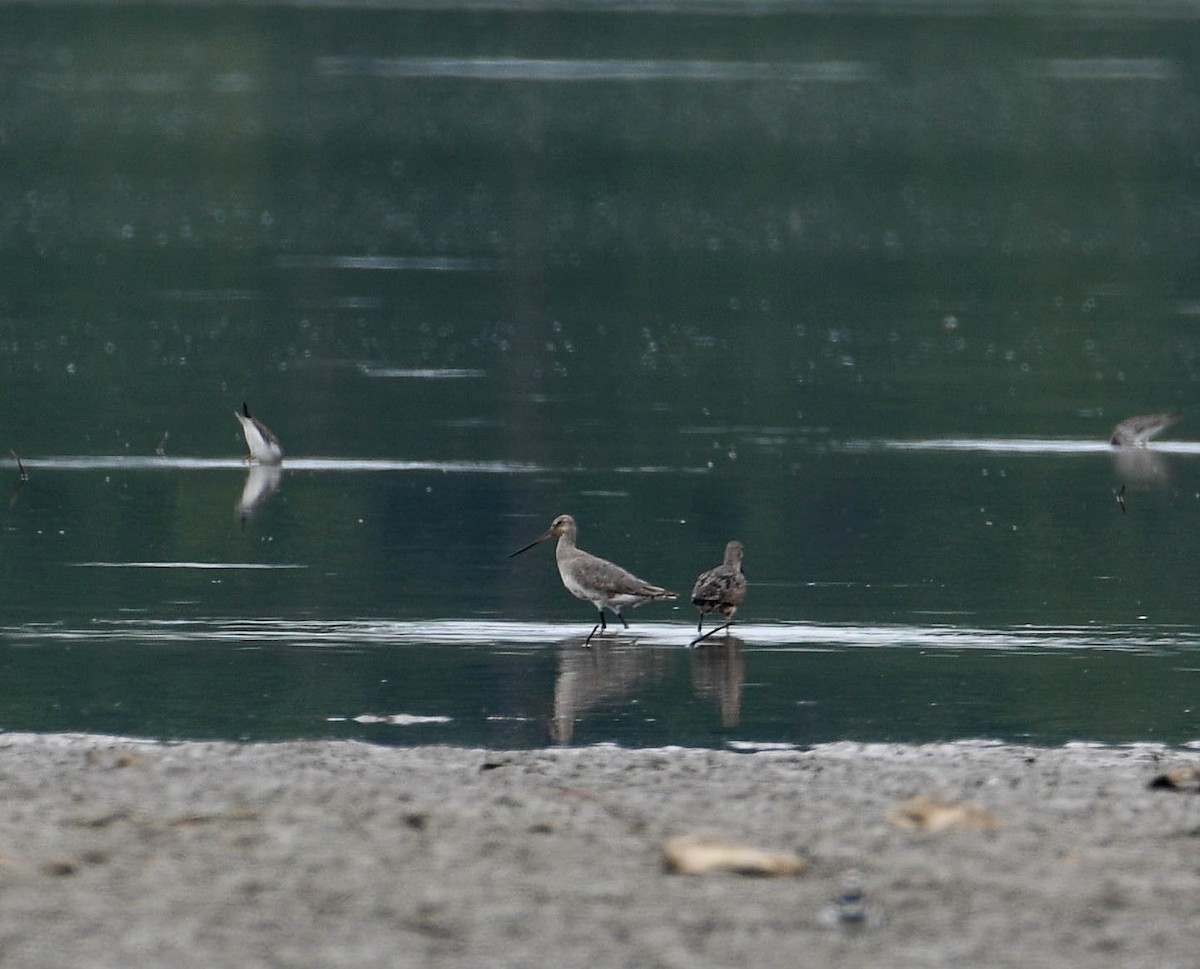 Hudsonian Godwit - ML640860641
