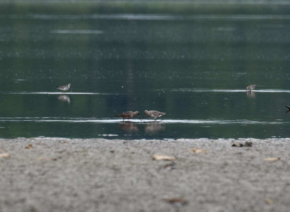 Hudsonian Godwit - ML640860644