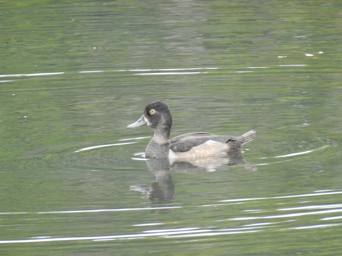 Ring-necked Duck - ML640860647