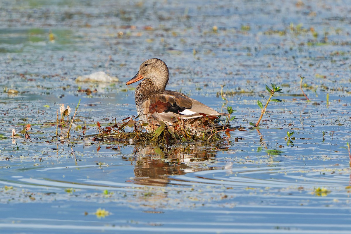 Бор нугас - ML640860688