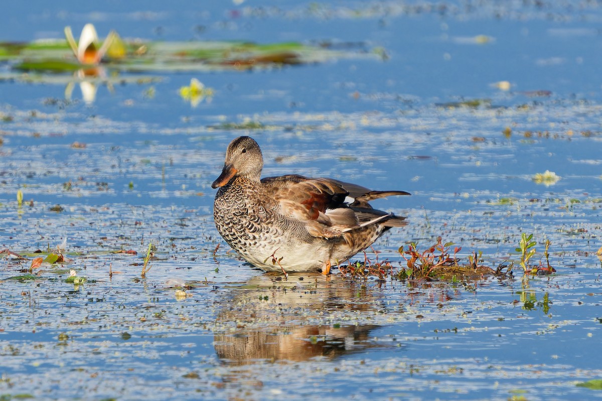 Бор нугас - ML640860689