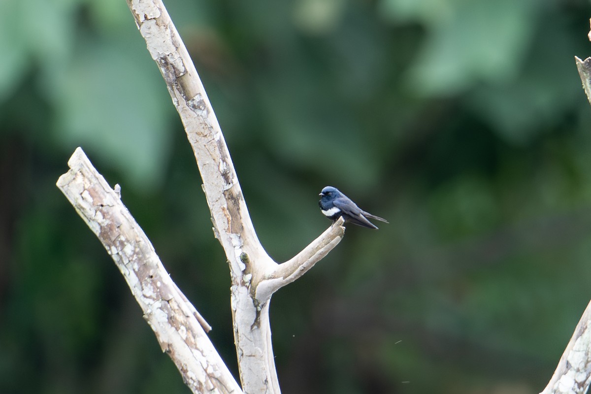 Golondrina Fajiblanca - ML640860720